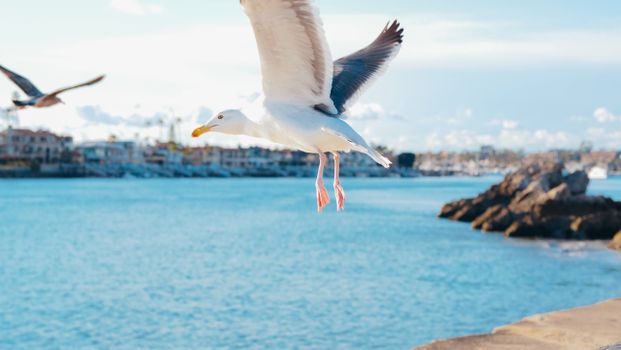 bird flying