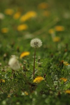 dandelion