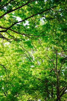 forest