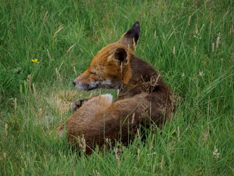 fox