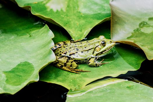 frog