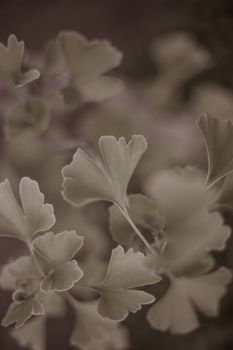 ginkgo leaves