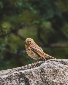 nightingale