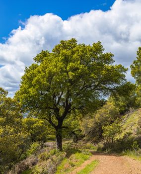 oak tree