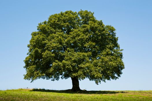 oak_tree