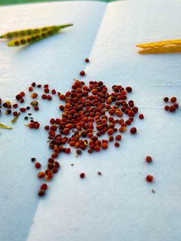 seeds
