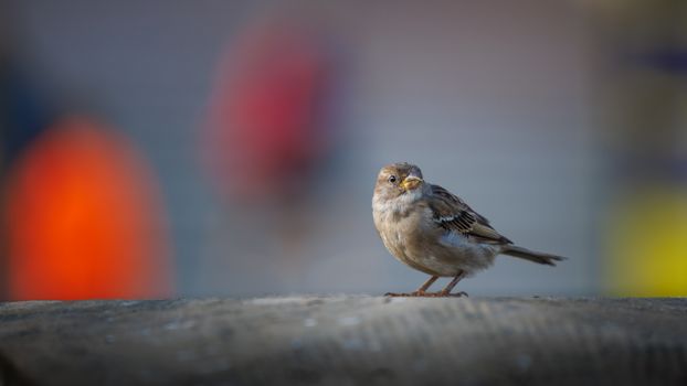 sparrow