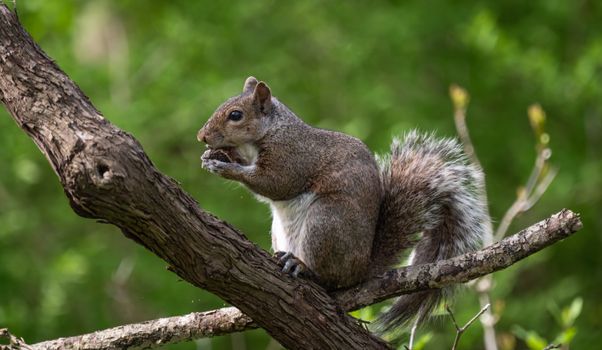 squirrel