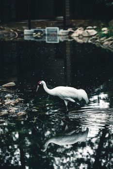 white crane