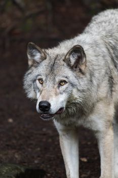 wolf